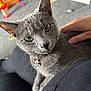 cat, gray_cat, green_eyes, pet, indoor, human_hand, lap, carpet, toy, furniture, collar, whiskers, closeup, cute, domestic_animal, relaxing, comfort, person, black_clothing, home