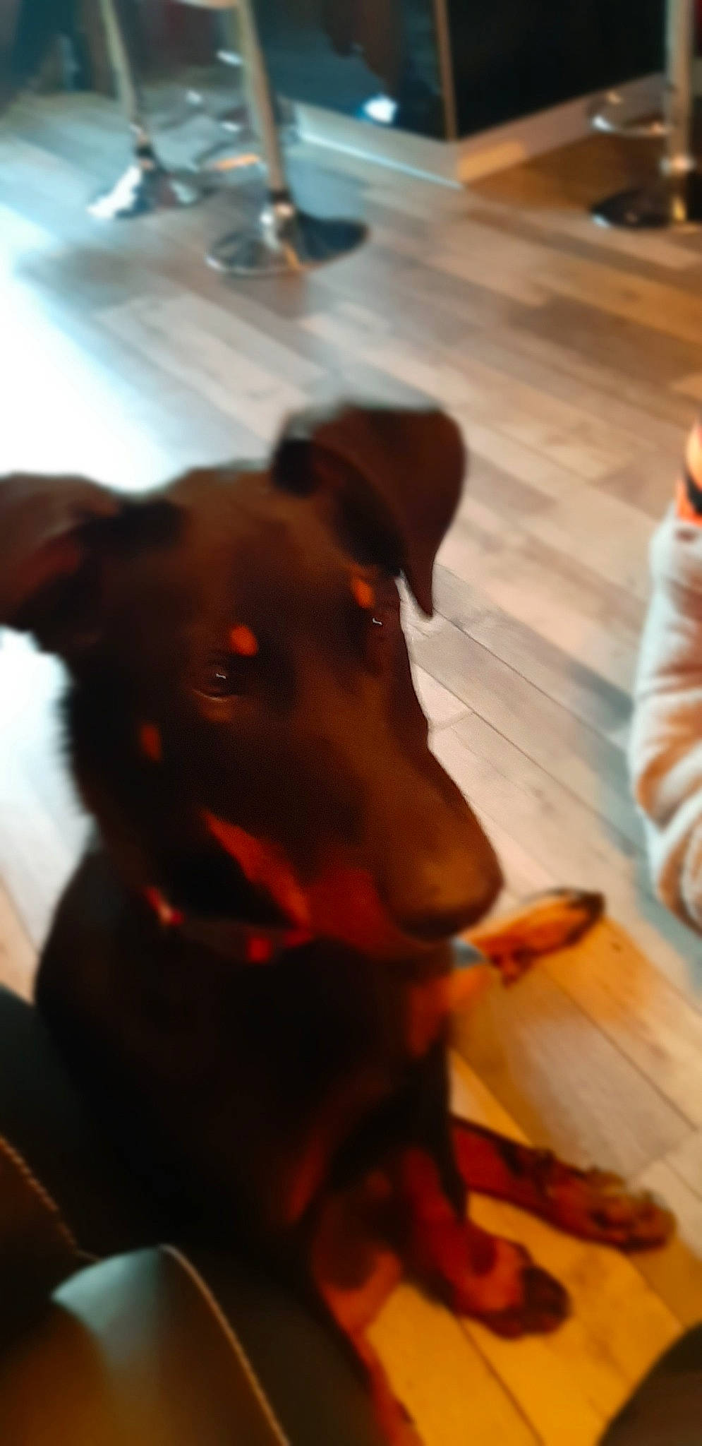 Phoenix a rejoint le concours — aidez-le/la à gagner de superbes lots ! beauceron, canidae, carnivore, dobermann, dog, dog_breed, ear, fawn, german_pinscher, guard_dog, mammal, manchester_terrier, pinscher, snout, sporting_group, toy_manchester_terrier, working_dog