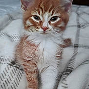 Anikan joined the competition — help win amazing prizes! bedding, blanket, cat, close_up, cozy, cute, ears, eyes, fur, indoor, kitten, mammal, orange_tabby, paws, pet, portrait, sleepy, striped, whiskers, white_fur