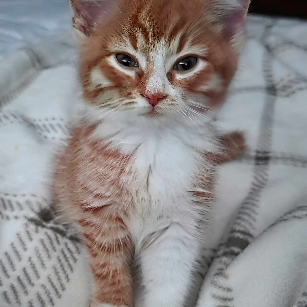 Anikan joined the competition — help win amazing prizes! bedding, blanket, cat, close_up, cozy, cute, ears, eyes, fur, indoor, kitten, mammal, orange_tabby, paws, pet, portrait, sleepy, striped, whiskers, white_fur