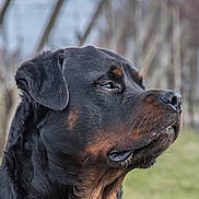 Sako participe au concours pour gagner de l'argent avec cette photo : rottweiler, dog, portrait, side_view, outdoor, animal, pet, fur, black_fur, brown_fur, canine, muzzle, ear, whiskers, closeup, nature, grass, blurred_background, calm, profile