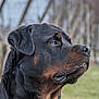 rottweiler, dog, portrait, side_view, outdoor, animal, pet, fur, black_fur, brown_fur, canine, muzzle, ear, whiskers, closeup, nature, grass, blurred_background, calm, profile
