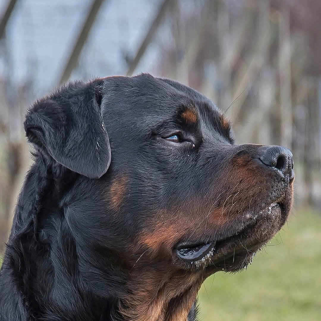 Sako participe au concours pour gagner de l'argent avec cette photo : animal, black_fur, blurred_background, brown_fur, calm, canine, closeup, dog, ear, fur, grass, muzzle, nature, outdoor, pet, portrait, profile, rottweiler, side_view, whiskers