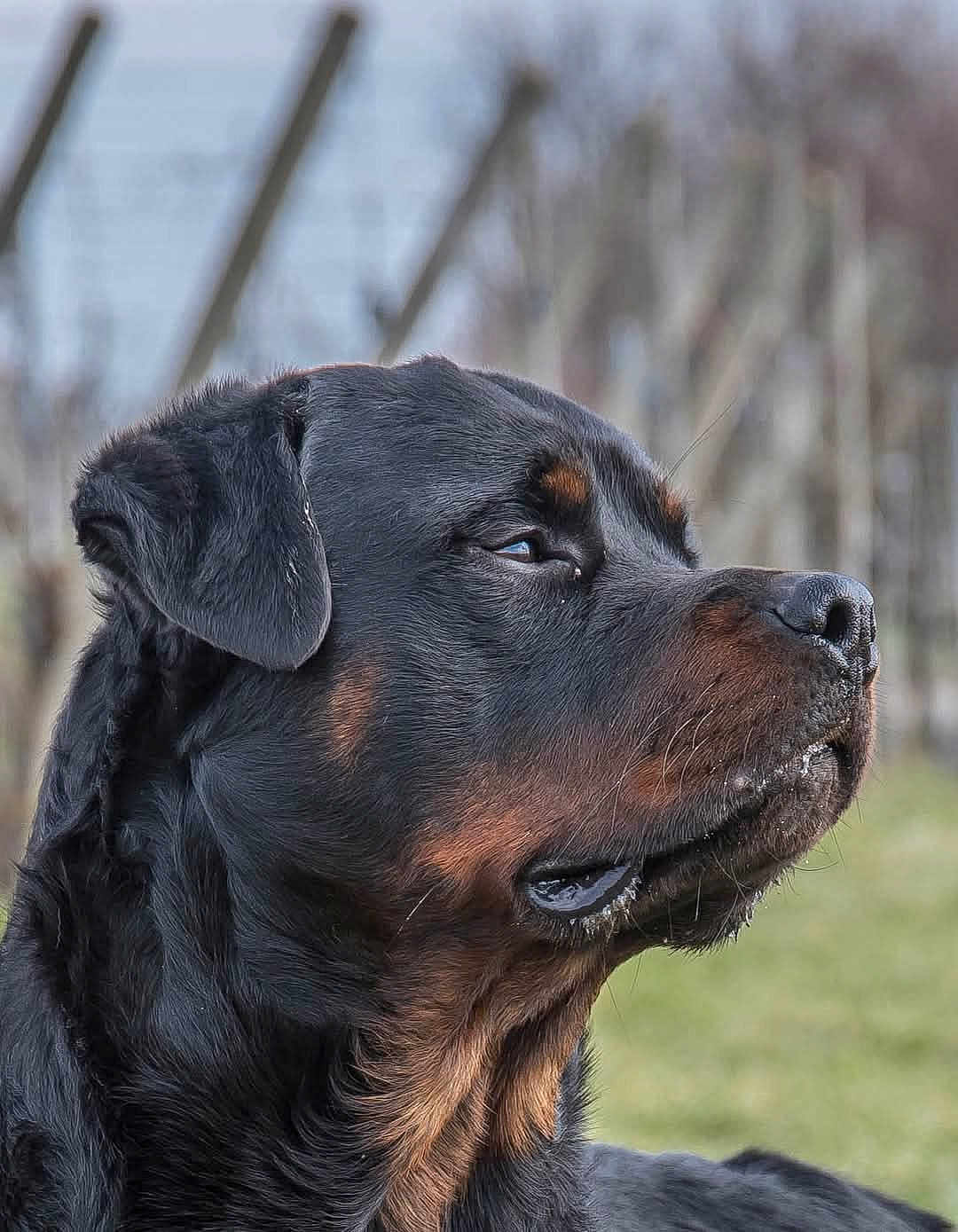 Sako participe au concours pour gagner de l'argent avec cette photo : rottweiler, dog, portrait, side_view, outdoor, animal, pet, fur, black_fur, brown_fur, canine, muzzle, ear, whiskers, closeup, nature, grass, blurred_background, calm, profile
