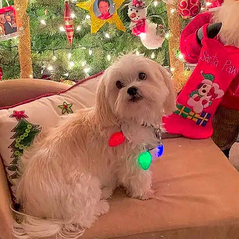 Pacino is registered to the contest to win money with this photo: canidae, carnivore, christmas, collar, companion_dog, dog, dog_breed, dog_collar, dog_supply, holiday, home_accessories, linens, non_sporting_group, pet_supply, snout, sporting_group, tongue, toy_dog, vertebrate, working_animal