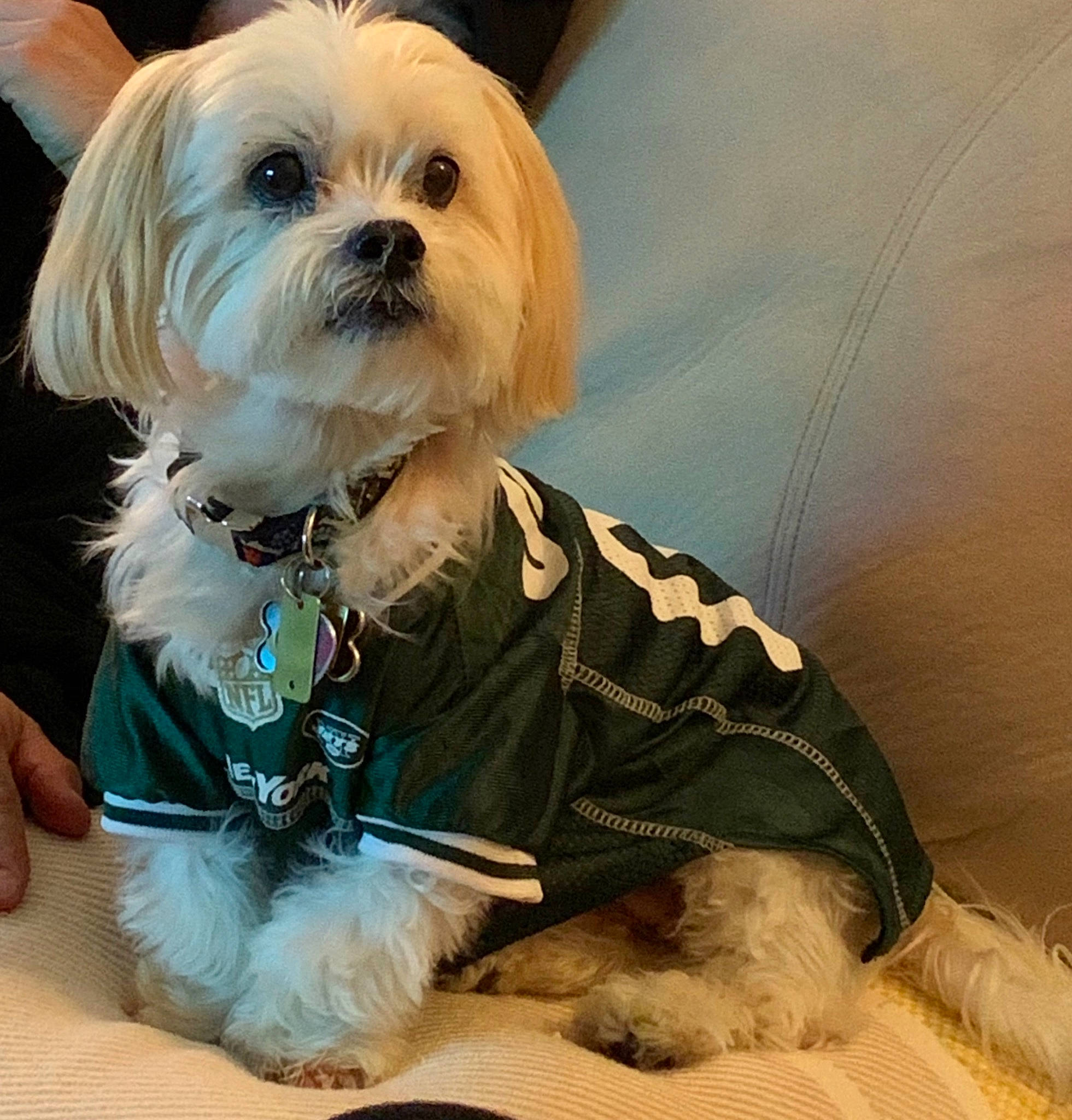 Pacino joined the competition — help win amazing prizes! canidae, carnivore, collar, companion_dog, dog, dog_breed, dog_clothes, dog_collar, dog_supply, fur, maltepoo, non_sporting_group, pet_supply, puppy, small_terrier, snout, terrier, toy_dog, vertebrate, working_animal