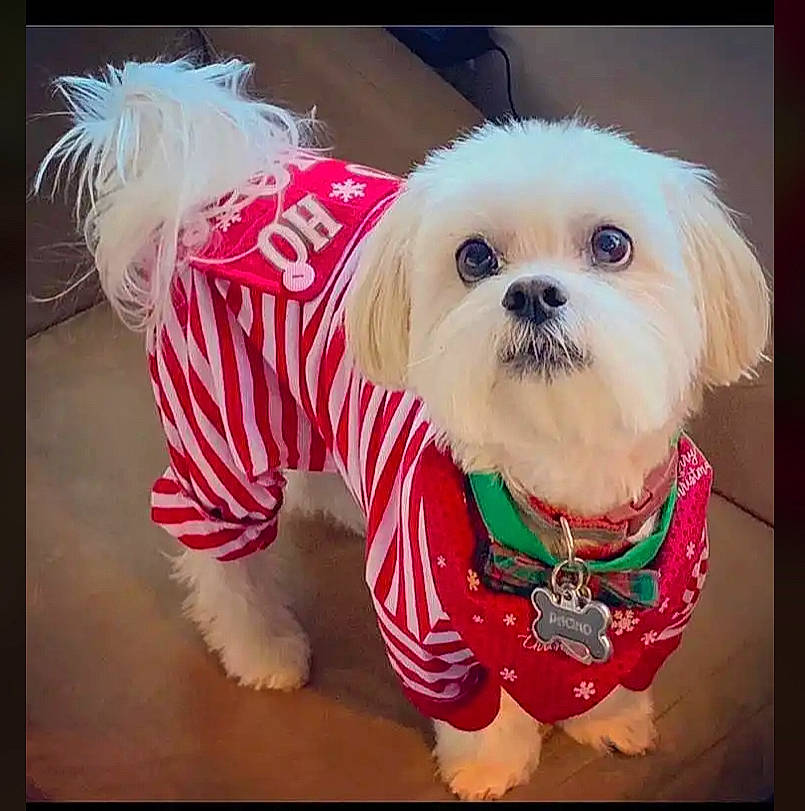 Pacino is registered to the contest to win money with this photo: canidae, carnivore, collar, companion_dog, dog, dog_breed, dog_clothes, dog_collar, dog_supply, fur, mammal, non_sporting_group, pet_supply, puppy, small_terrier, snout, tongue, toy_dog, vertebrate, working_animal