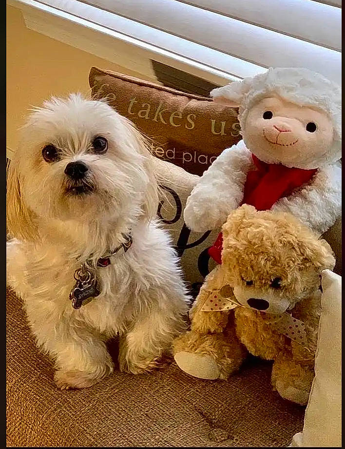 Pacino is registered to the contest to win money with this photo: baby_toys, beige, canidae, carnivore, companion_dog, dog, dog_breed, fur, maltepoo, non_sporting_group, plush, puppy, snout, stuffed_toy, teddy_bear, textile, toy, toy_dog, vertebrate, working_animal