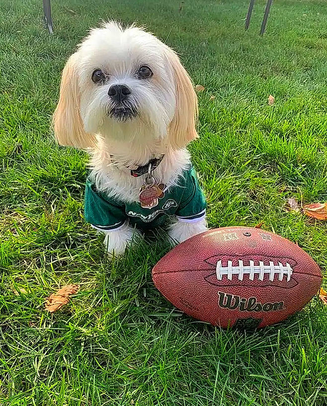 Pacino is registered to the contest to win money with this photo: ball, carnivore, companion_dog, dog, dog_breed, dog_clothes, dog_supply, football, fur, grass, mammal, pet_supply, puppy, rugby_ball, small_terrier, snout, sports_equipment, toy_dog, vertebrate, working_animal