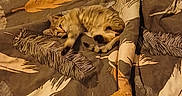 Bella participe au concours pour gagner de l'argent avec cette photo : cat, kitten, tabby, feline, pet, animal, sleeping, lying_down, relaxed, fluffy, striped, bed, bedspread, blanket, bedroom, indoors, cozy, cuddly, warm_lighting, home