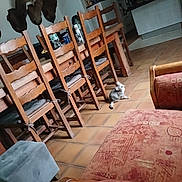 Bella a rejoint le concours — aidez-le/la à gagner de superbes lots ! cat, kitten, indoors, dining_room, chairs, wooden_furniture, tiled_floor, mounted_deer, taxidermy, living_room, kitchen, couch, armchair, home_decor, gray_cat, sitting, floor, bottles, rustic, tilted_photo