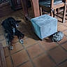Bella a rejoint le concours — aidez-le/la à gagner de superbes lots ! dog, black_and_white_dog, long_hair, lying_down, indoor, tile_floor, dining_room, wooden_table, chairs, ottoman, cushion, hedgehog_toy, stuffed_animal, pet, home, furniture, brown_floor, blue_ottoman, relaxed, playful