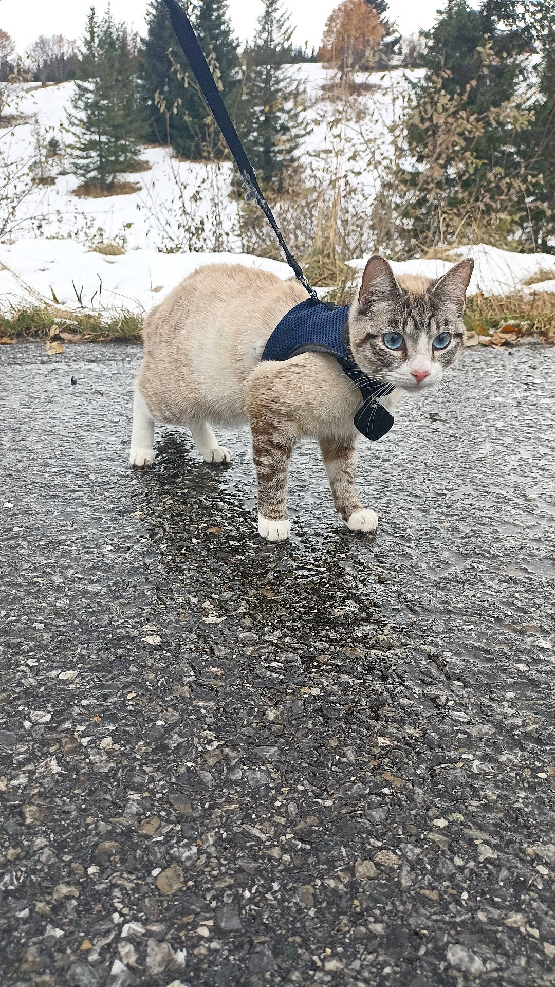 Ti'Punch participe au concours pour gagner de l'argent avec cette photo : asphalt, carnivore, cat, collar, dog_breed, domestic_short_haired_cat, fawn, felidae, freezing, grass, leash, plant, road_surface, small_to_medium_sized_cats, snout, sporting_group, tail, terrestrial_animal, tree, whiskers