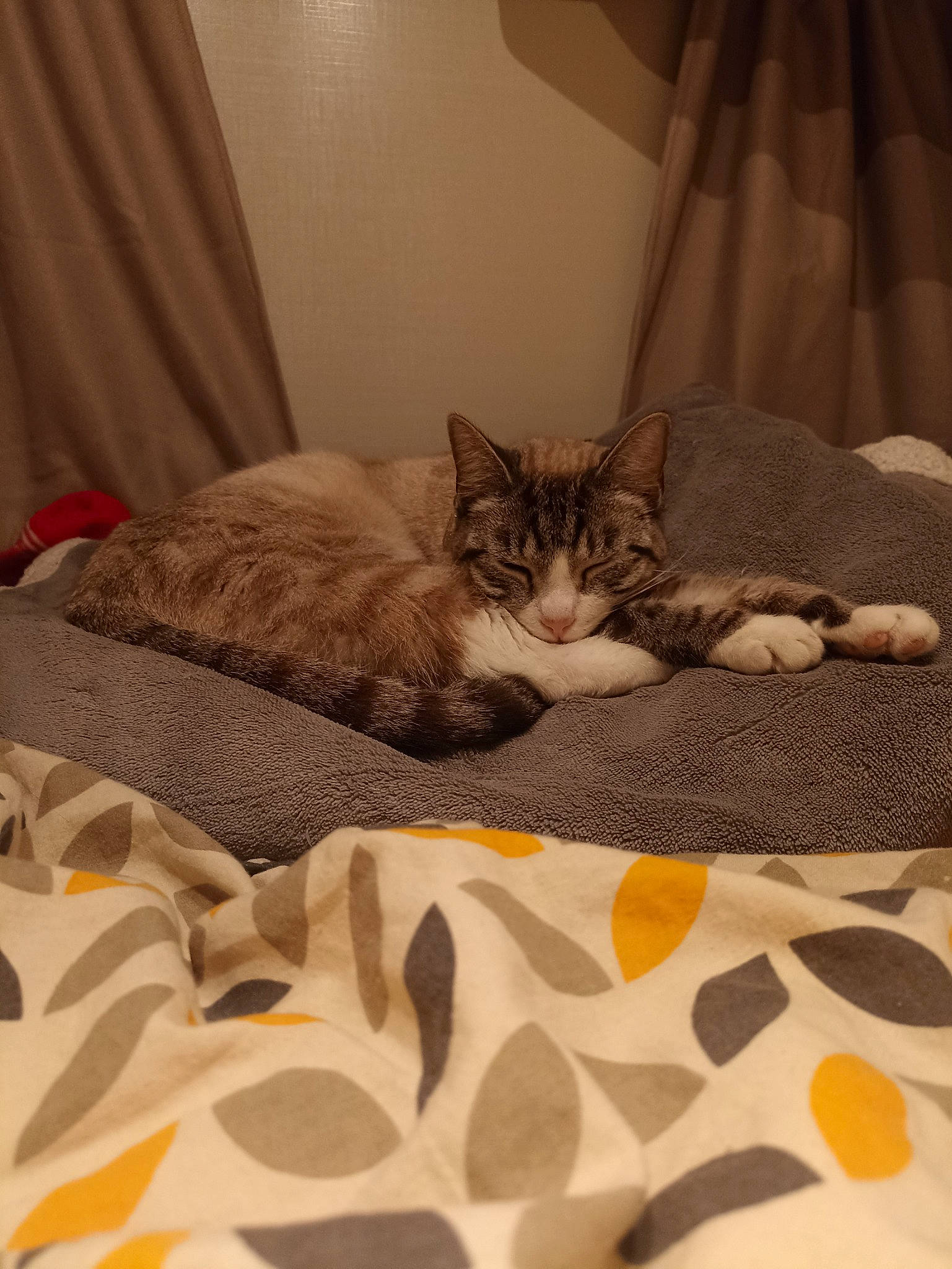 Ti'Punch a rejoint le concours — aidez-le/la à gagner de superbes lots ! bed, bedding, brown, carnivore, cat, comfort, couch, curtain, domestic_short_haired_cat, fawn, felidae, flooring, grey, interior_design, linens, room, small_to_medium_sized_cats, tail, whiskers, wood