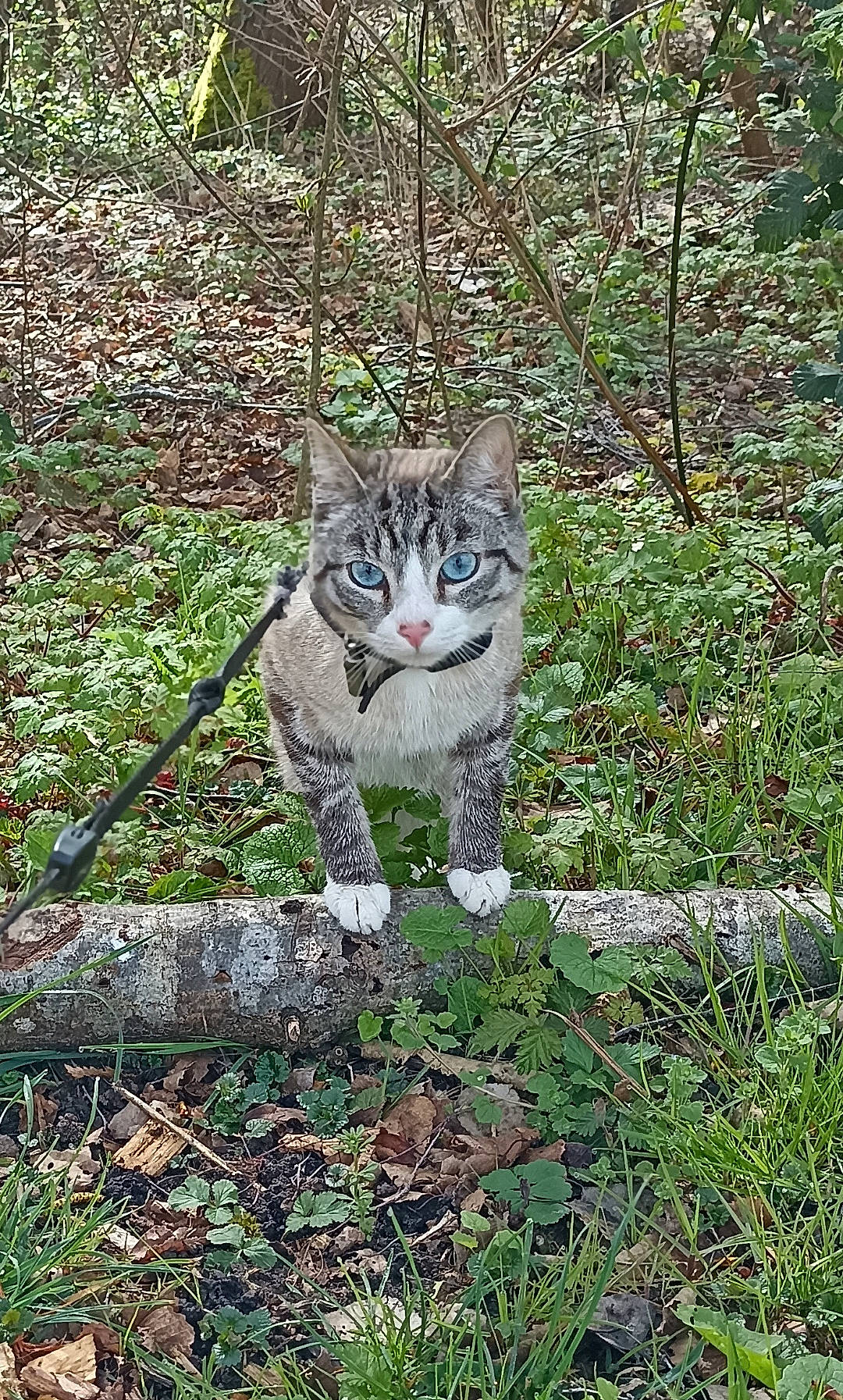 Ti'Punch participe au concours pour gagner de l'argent avec cette photo : carnivore, cat, domestic_short_haired_cat, fawn, felidae, fur, grass, groundcover, plant, shrub, small_to_medium_sized_cats, snout, tail, terrestrial_animal, terrestrial_plant, tree, trunk, twig, whiskers, wood