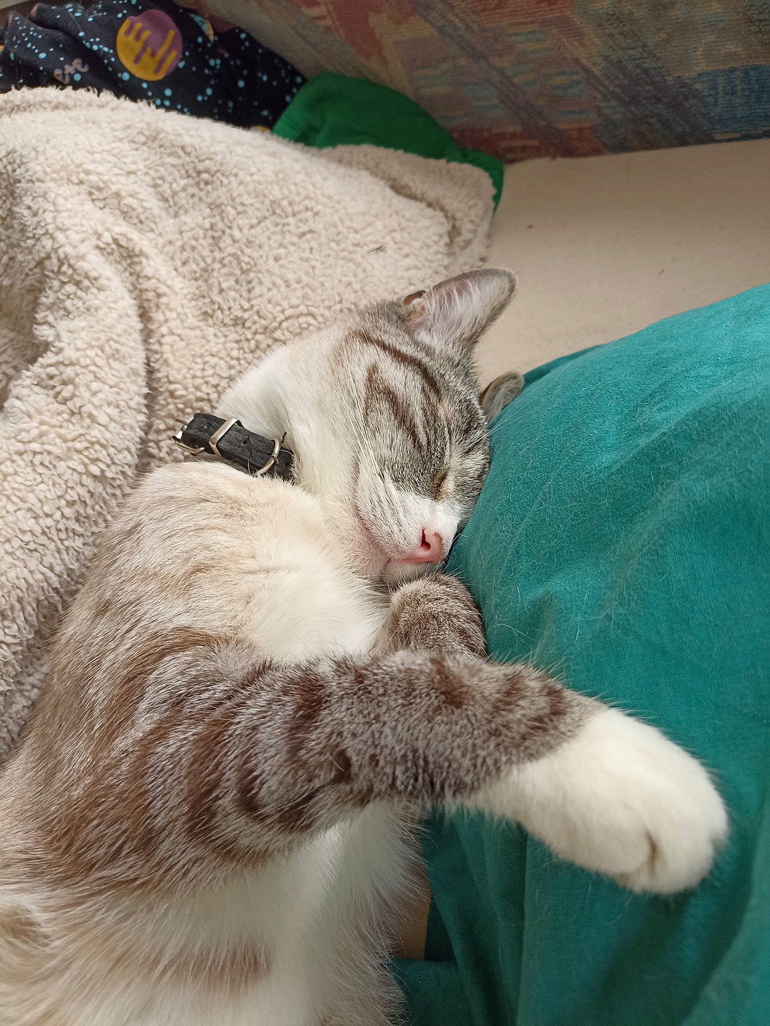 Ti'Punch participe au concours pour gagner de l'argent avec cette photo : carnivore, cat, cat_bed, cat_supply, claw, comfort, domestic_short_haired_cat, fang, felidae, fur, linens, nap, paw, sleep, small_to_medium_sized_cats, snout, tail, whiskers