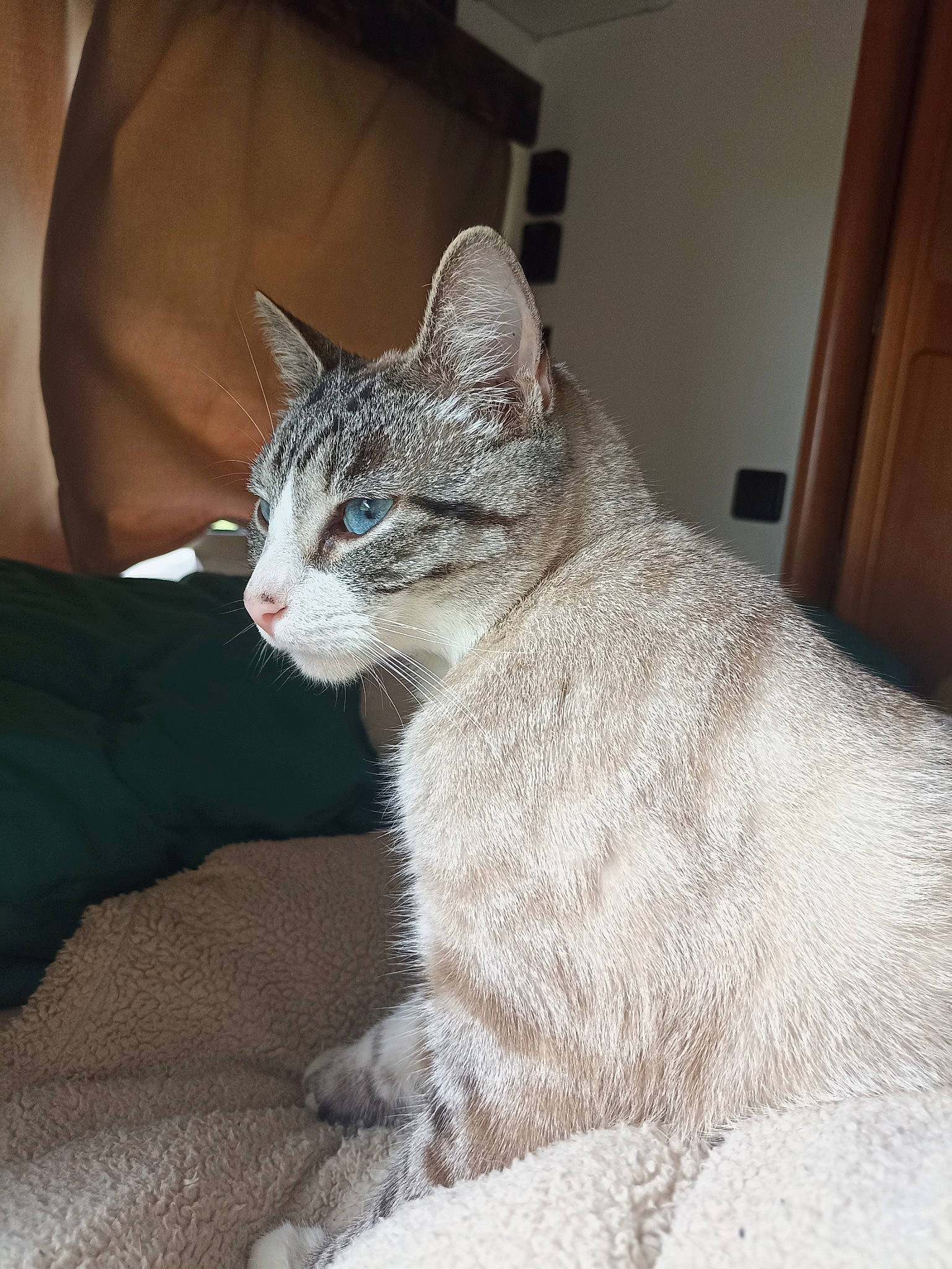 Ti'Punch participe au concours pour gagner de l'argent avec cette photo : carnivore, cat, claw, comfort, domestic_short_haired_cat, fawn, felidae, fur, paw, sitting, small_to_medium_sized_cats, tail, terrestrial_animal, whiskers, window