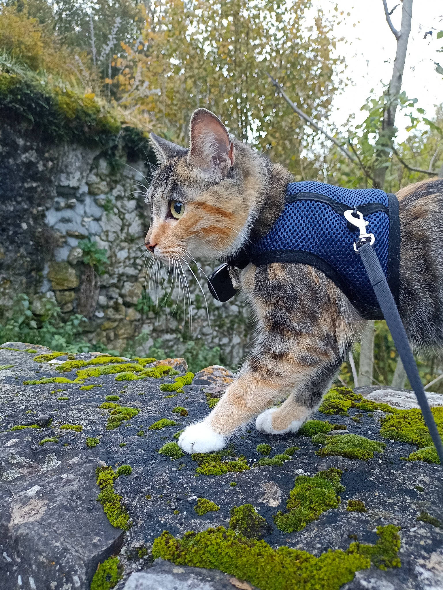 Sally participe au concours pour gagner de l'argent avec cette photo : bedrock, canidae, carnivore, cat, domestic_short_haired_cat, electric_blue, fawn, felidae, fur, grass, leash, plant, sky, small_to_medium_sized_cats, snout, tail, terrestrial_animal, tree, whiskers, wildlife