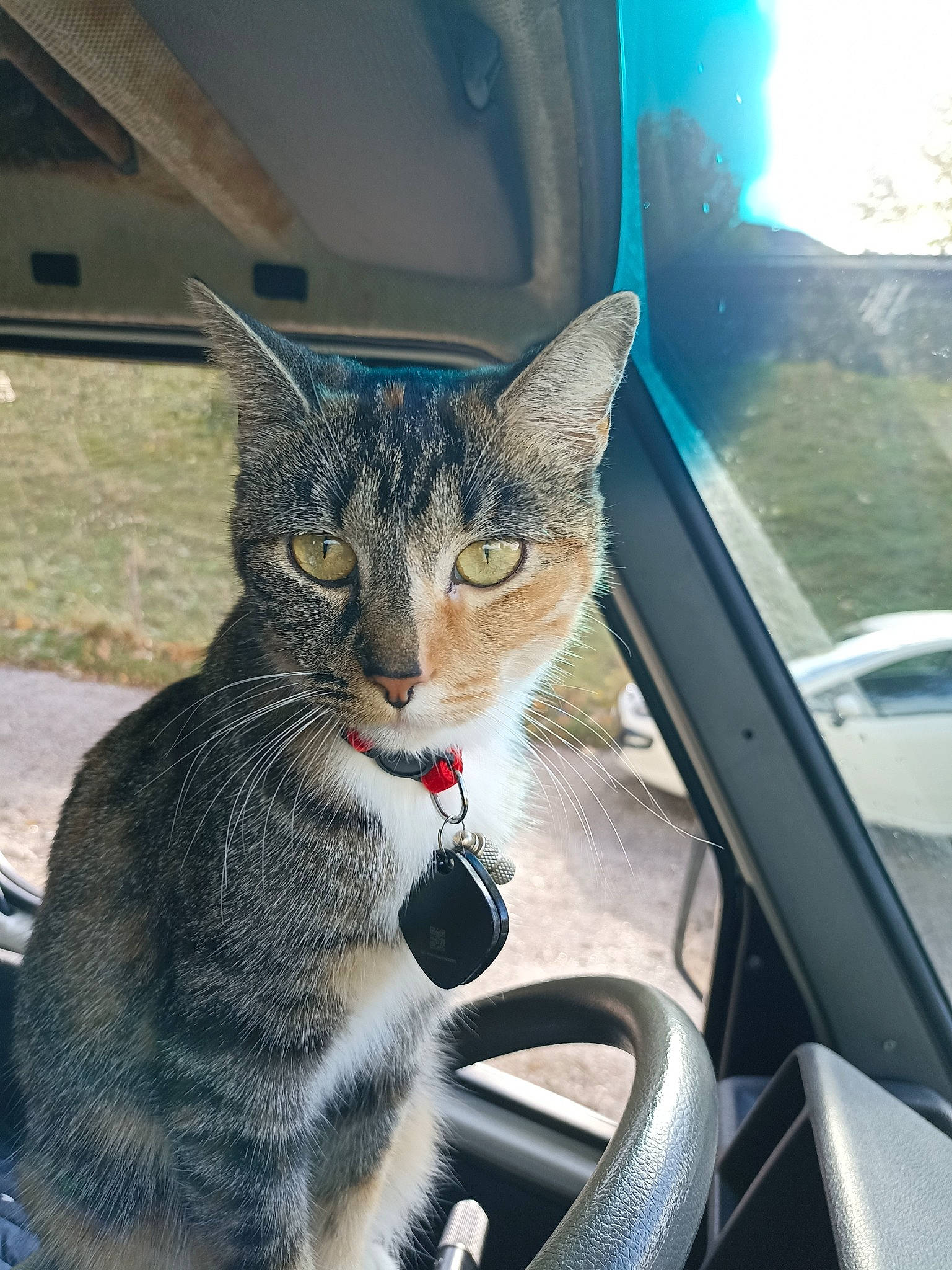 Sally participe au concours pour gagner de l'argent avec cette photo : automotive_exterior, automotive_lighting, automotive_mirror, automotive_tire, automotive_window_part, carnivore, cat, domestic_short_haired_cat, felidae, fur, mammal, motor_vehicle, small_to_medium_sized_cats, snout, steering_wheel, tail, vehicle, vehicle_door, whiskers, windshield