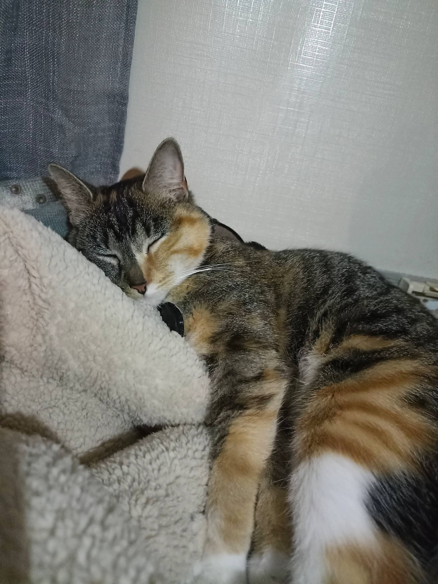 Sally participe au concours pour gagner de l'argent avec cette photo : carnivore, cat, claw, comfort, domestic_short_haired_cat, felidae, fur, nap, paw, sleep, small_to_medium_sized_cats, snout, tail, terrestrial_animal, whiskers, wildlife