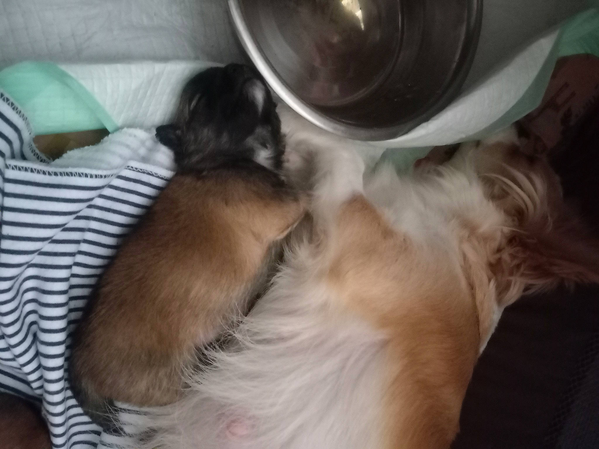 Gracie Mae is registered to the contest to win money with this photo: canidae, carnivore, comfort, companion_dog, dog, dog_breed, fawn, felidae, fur, linens, paw, pillow, rough_collie, scotch_collie, shetland_sheepdog, small_to_medium_sized_cats, snout, sporting_group, tail, whiskers