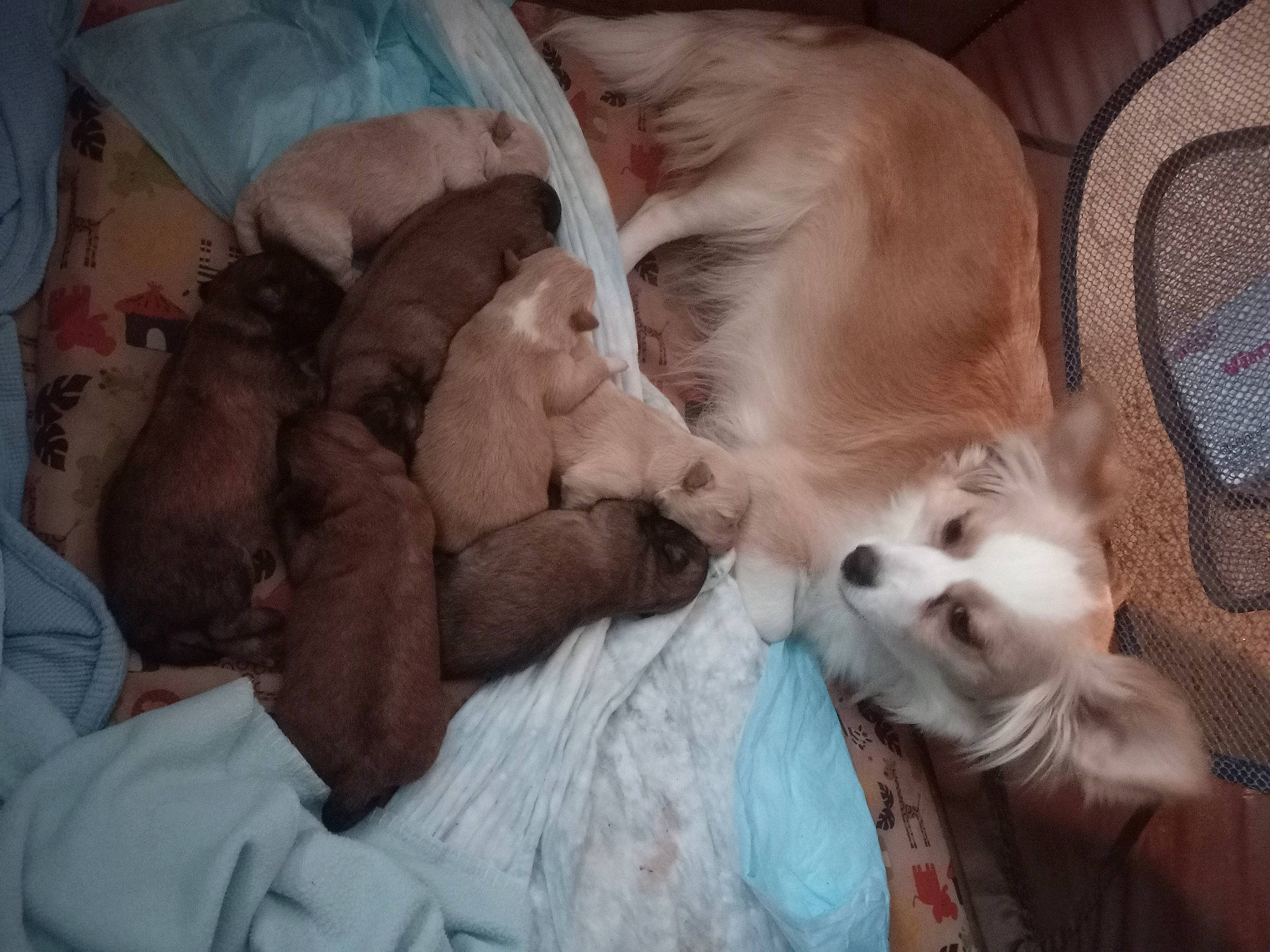 Gracie joined the competition — help win amazing prizes! bed, canidae, carnivore, comfort, companion_dog, dog, dog_breed, duvet, fawn, felidae, fur, linens, nap, paw, room, small_to_medium_sized_cats, sporting_group, tail, toy_dog, whiskers