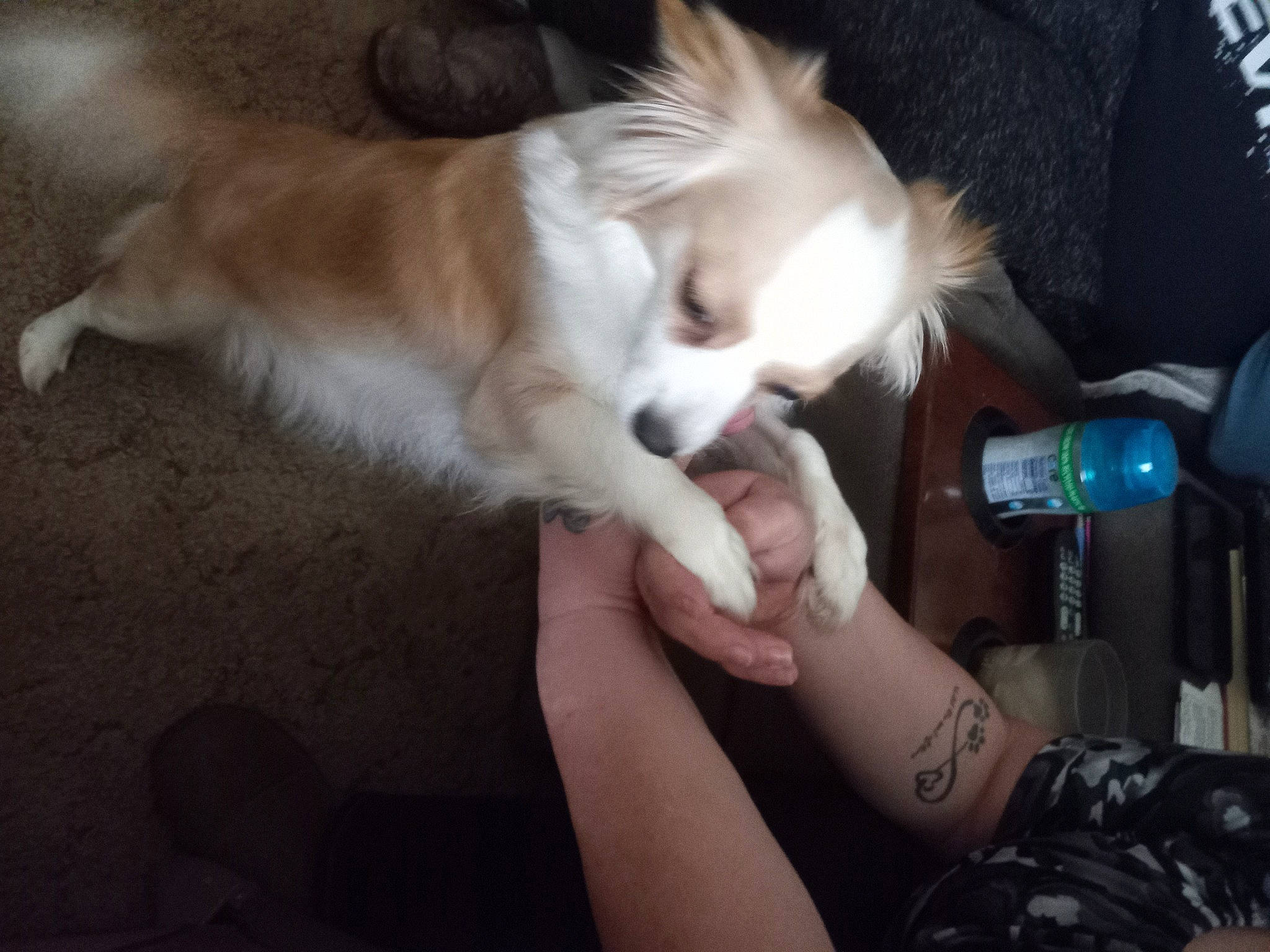 Gracie joined the competition — help win amazing prizes! bracelet, canidae, carnivore, companion_dog, dog, dog_breed, fawn, felidae, fur, gesture, hand, human_leg, nail, paw, small_to_medium_sized_cats, sporting_group, toy_dog, water_bottle, whiskers, wrist