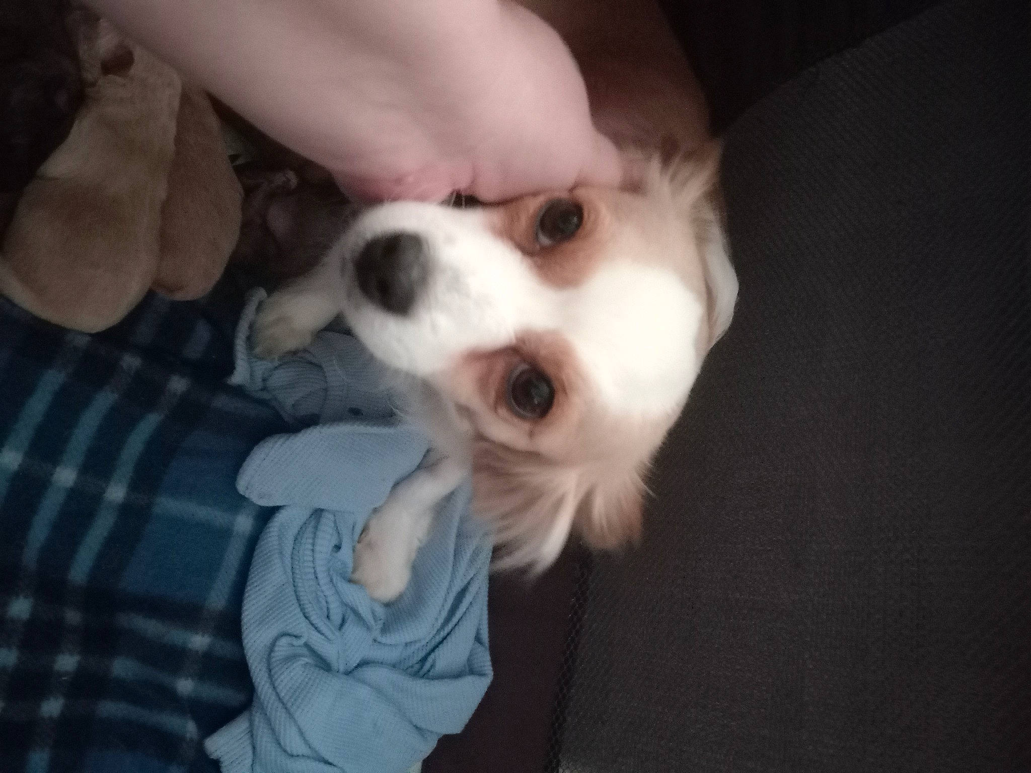 Gracie joined the competition — help win amazing prizes! canidae, carnivore, companion_dog, dog, dog_breed, ear, fawn, fur, paw, plaid, pomeranian, puppy_love, snout, spaniel, spitz, sporting_group, tartan, toy_dog, whiskers, working_animal