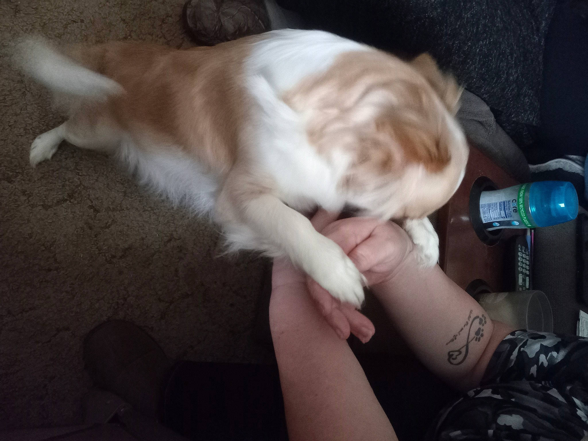 Gracie is registered to the contest to win money with this photo: bottle, carnivore, cat, comfort, companion_dog, dog_breed, fawn, felidae, foot, fur, gesture, human_leg, nail, paw, small_to_medium_sized_cats, snout, tail, water_bottle, whiskers, wrist