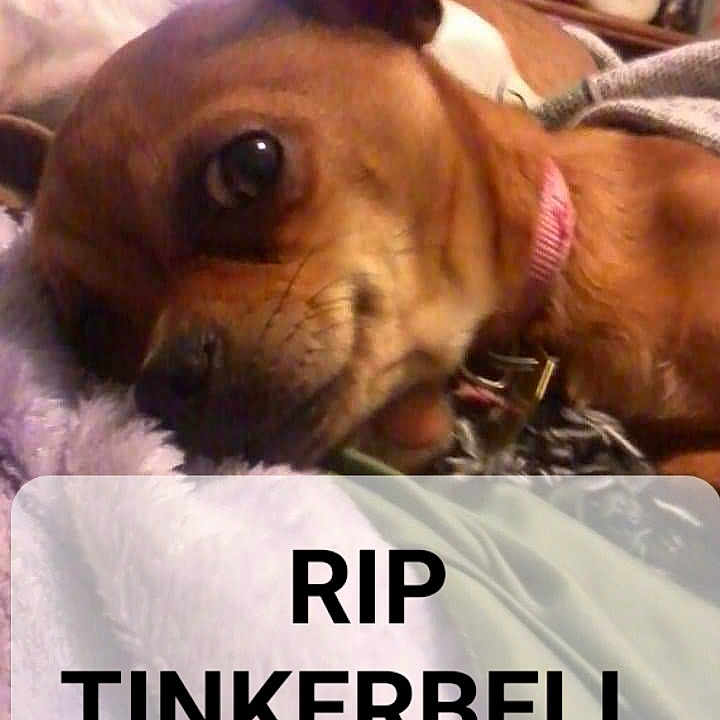 Tinkerbell