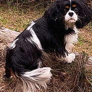 Tinkerbell a rejoint le concours — aidez-le/la à gagner de superbes lots ! dog, black_and_white, long_hair, outdoor, grass, log, fishing_rod, nature, pet, animal, curious, fur, tail, eyes, snout, whiskers, ground, wood, canine, park