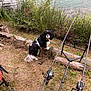 dog, fishing_rods, grass, water, bushes, outdoor, pet, nature, lake, animal, black_and_white, canine, fishing, rod_holder, summer, daytime, log, leisure, companion, wildlife
