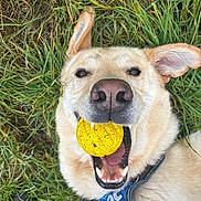 Woody a rejoint le concours — aidez-le/la à gagner de superbes lots ! dog, yellow_ball, grass, outdoor, pet, happy, playful, canine, animal, fur, collar, closeup, mouth, teeth, ears, toy, nature, recreation, fun, daylight