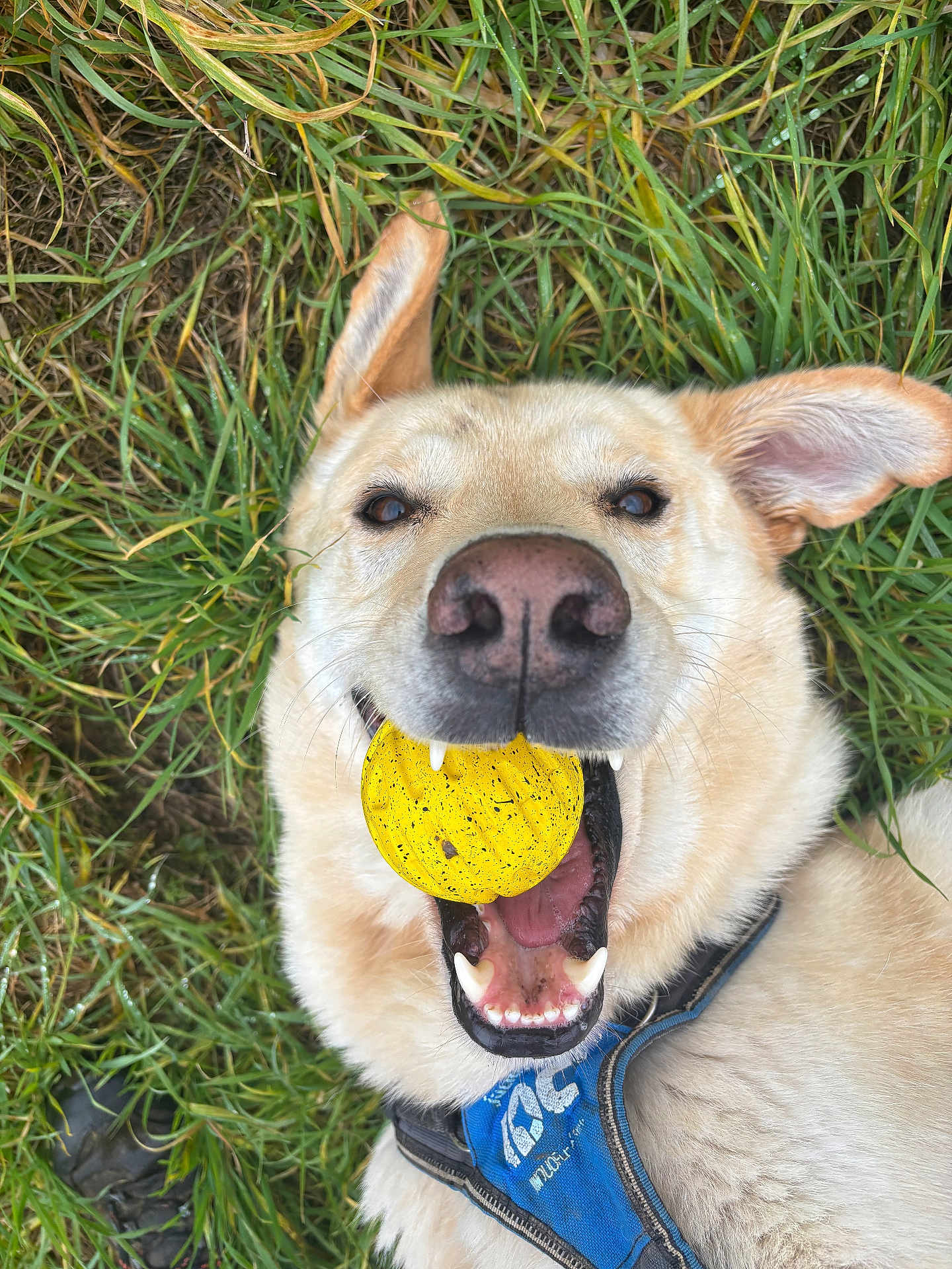 Woody a rejoint le concours — aidez-le/la à gagner de superbes lots ! dog, yellow_ball, grass, outdoor, pet, happy, playful, canine, animal, fur, collar, closeup, mouth, teeth, ears, toy, nature, recreation, fun, daylight