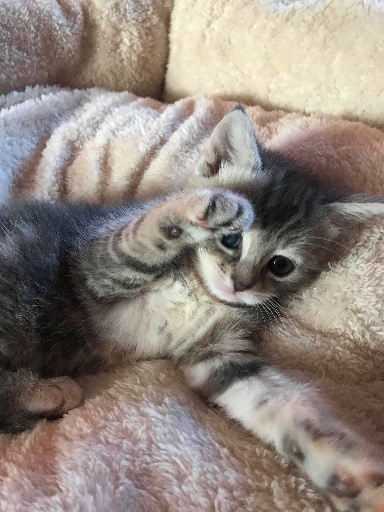 Winnie is registered to the contest to win money with this photo: american_shorthair, asian, burmilla, carnivore, cat, claw, european_shorthair, fawn, felidae, fur, kitten, mammal, nap, pixie_bob, singapura, small_to_medium_sized_cats, somali, tabby_cat, whiskers