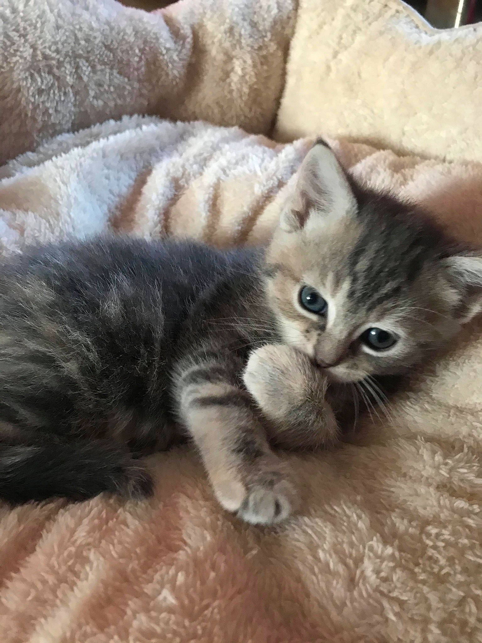 Winnie joined the competition — help win amazing prizes! american_shorthair, asian, australian_mist, british_semi_longhair, british_shorthair, carnivore, cat, domestic_short_haired_cat, dragon_li, european_shorthair, fawn, felidae, kitten, mammal, pixie_bob, polydactyl_cat, small_to_medium_sized_cats, tabby_cat, vertebrate, whiskers