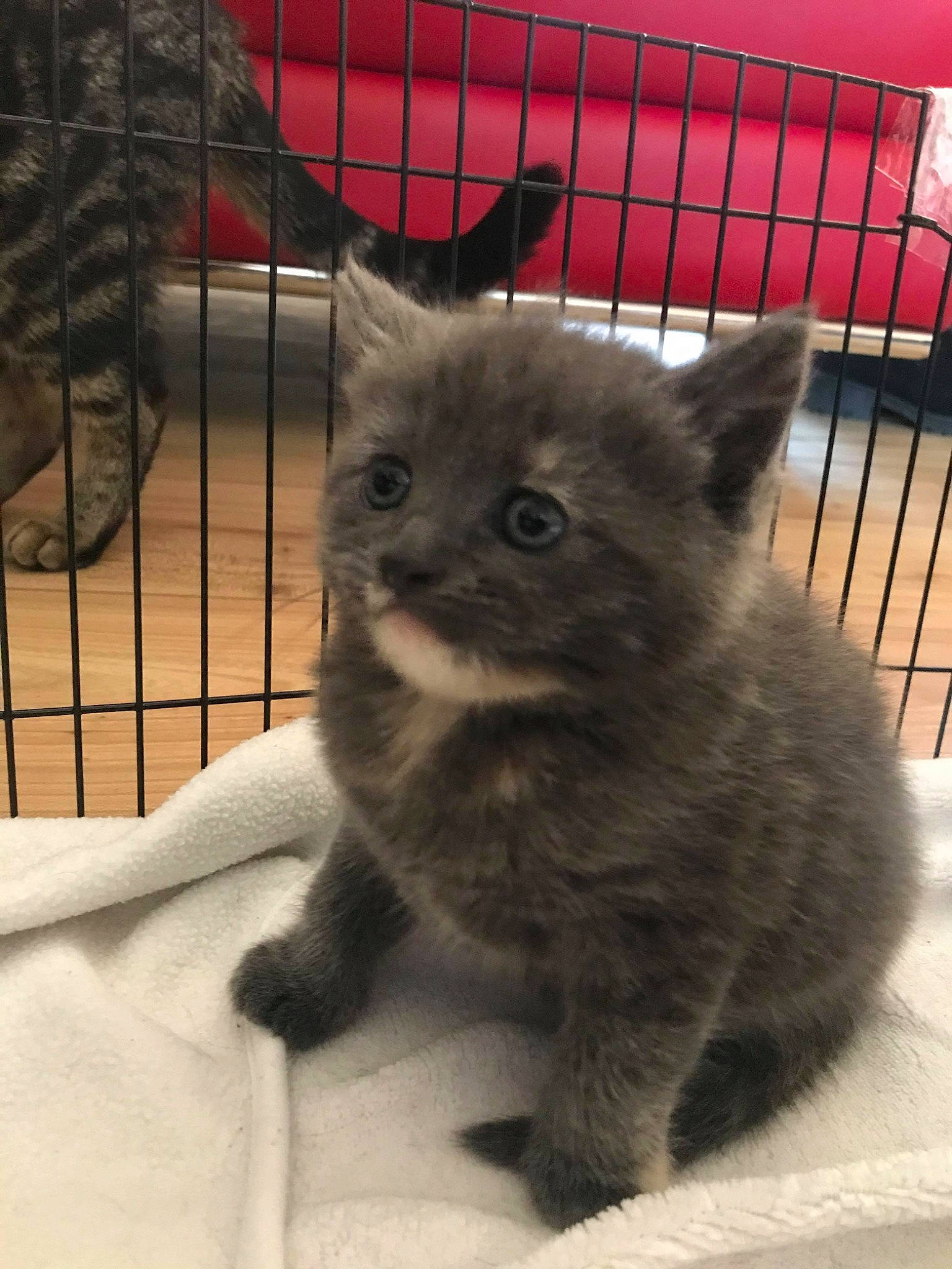 Willow is registered to the contest to win money with this photo: animal_shelter, british_longhair, british_semi_longhair, british_shorthair, carnivore, cat, chartreux, domestic_long_haired_cat, domestic_short_haired_cat, fawn, felidae, kitten, korat, mammal, nebelung, ragamuffin, russian_blue, small_to_medium_sized_cats, vertebrate, whiskers