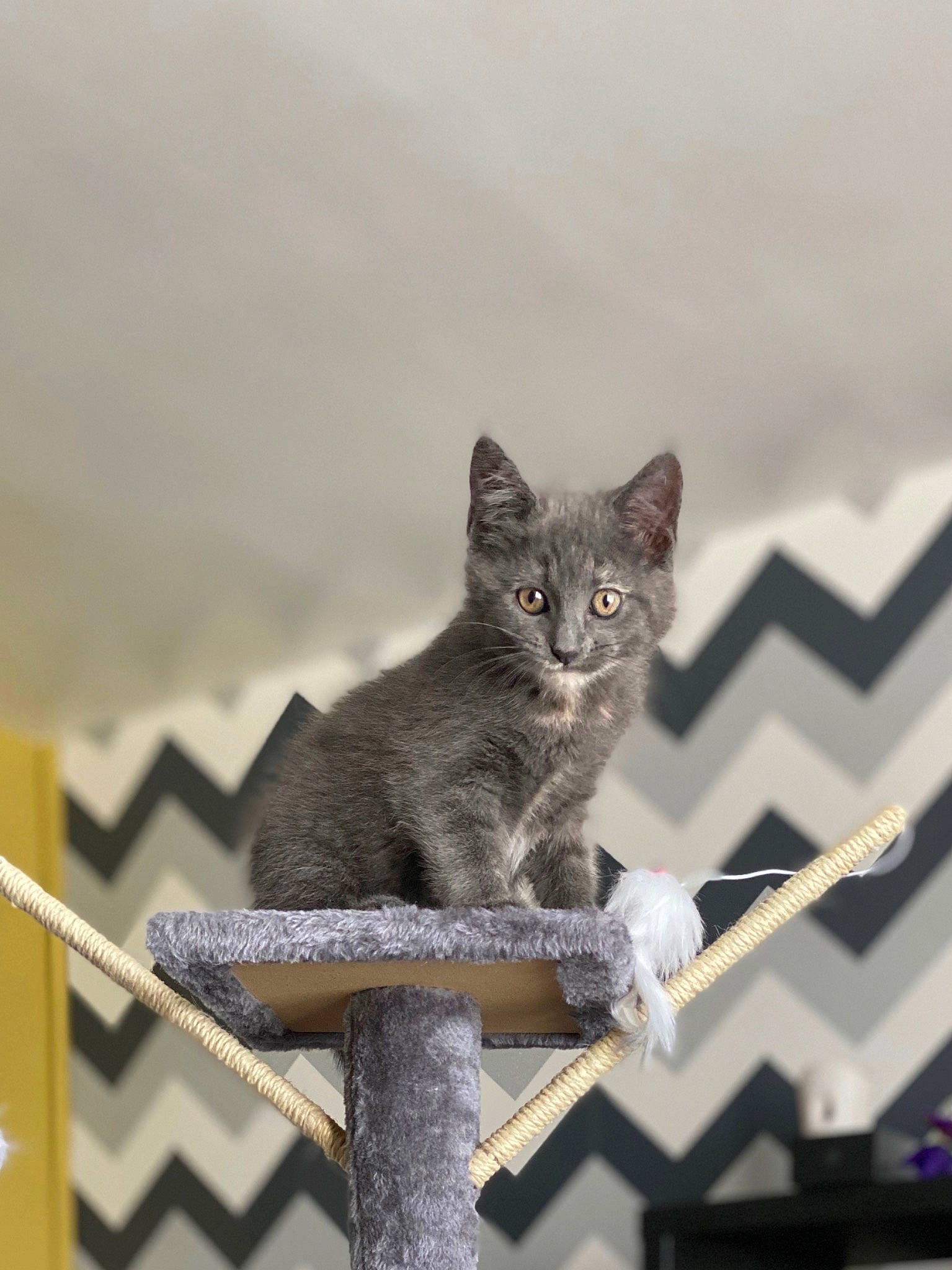 Willow joined the competition — help win amazing prizes! aegean_cat, asian, british_shorthair, carnivore, cat, chartreux, domestic_short_haired_cat, european_shorthair, felidae, kitten, korat, nebelung, russian_blue, small_to_medium_sized_cats, snout, whiskers