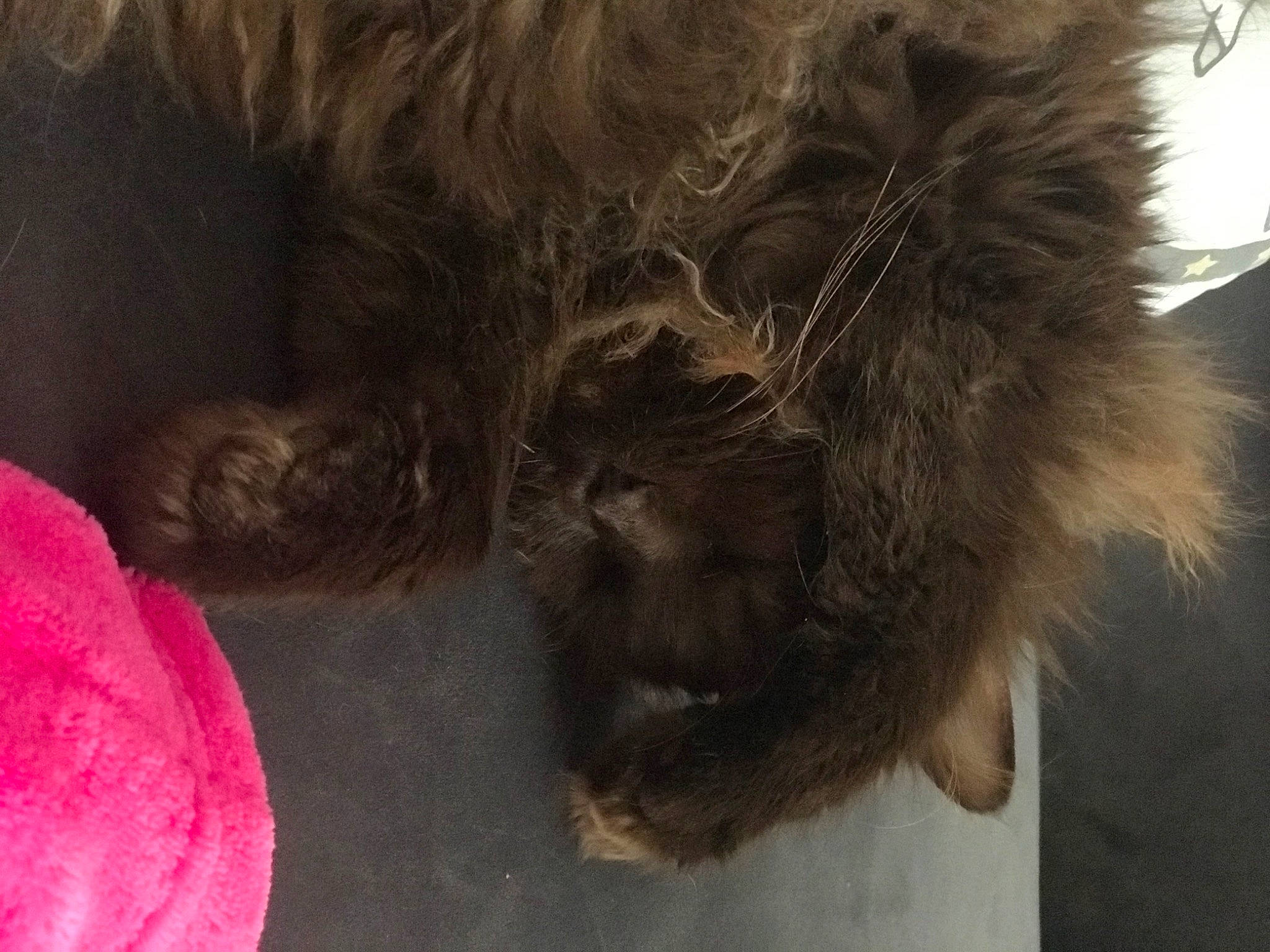 Toffee joined the competition — help win amazing prizes! canidae, carnivore, dog_breed, ear, fur, newfoundland, paw, snout, sporting_group, tail