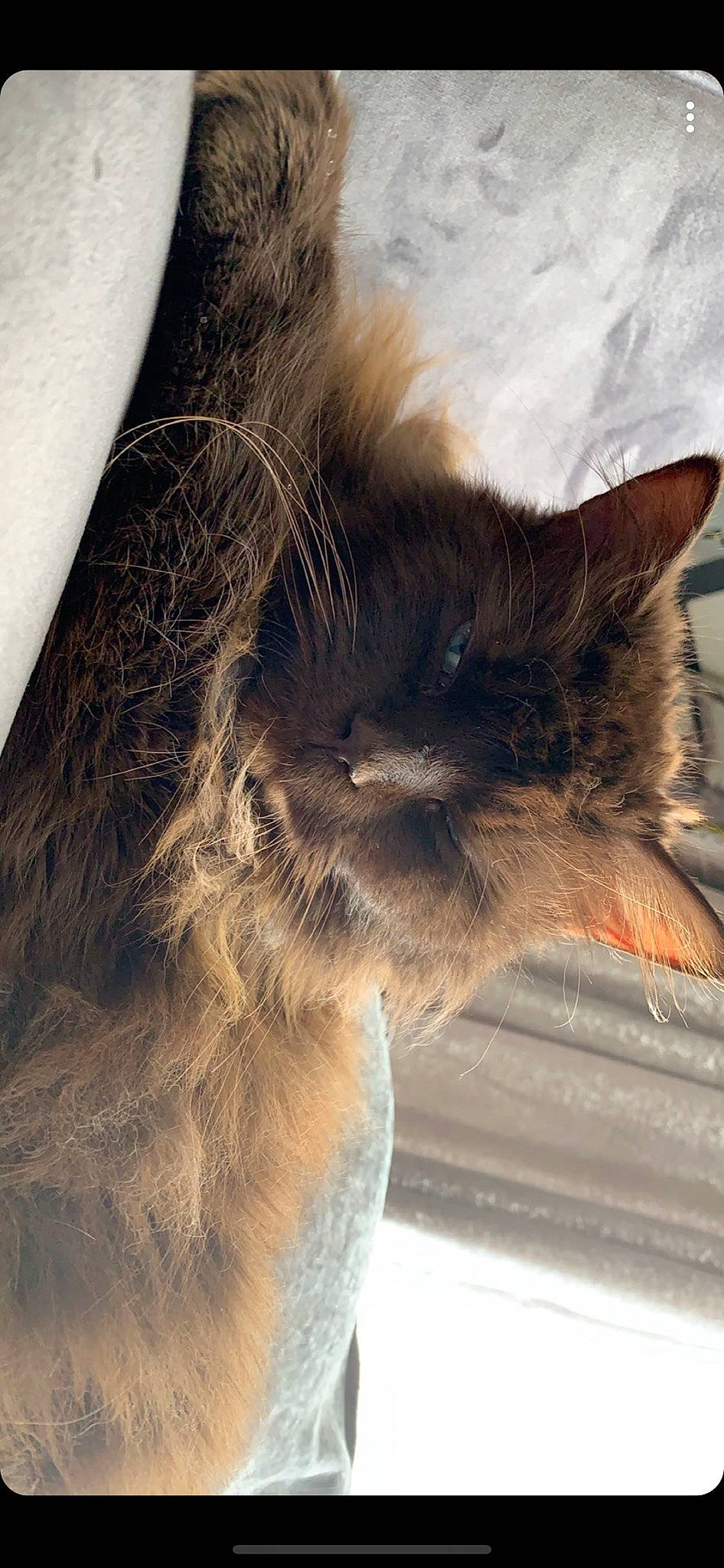 Toffee is registered to the contest to win money with this photo: carnivore, cat, domestic_long_haired_cat, fawn, felidae, fur, nebelung, norwegian_forest_cat, small_to_medium_sized_cats, snout, tail, whiskers