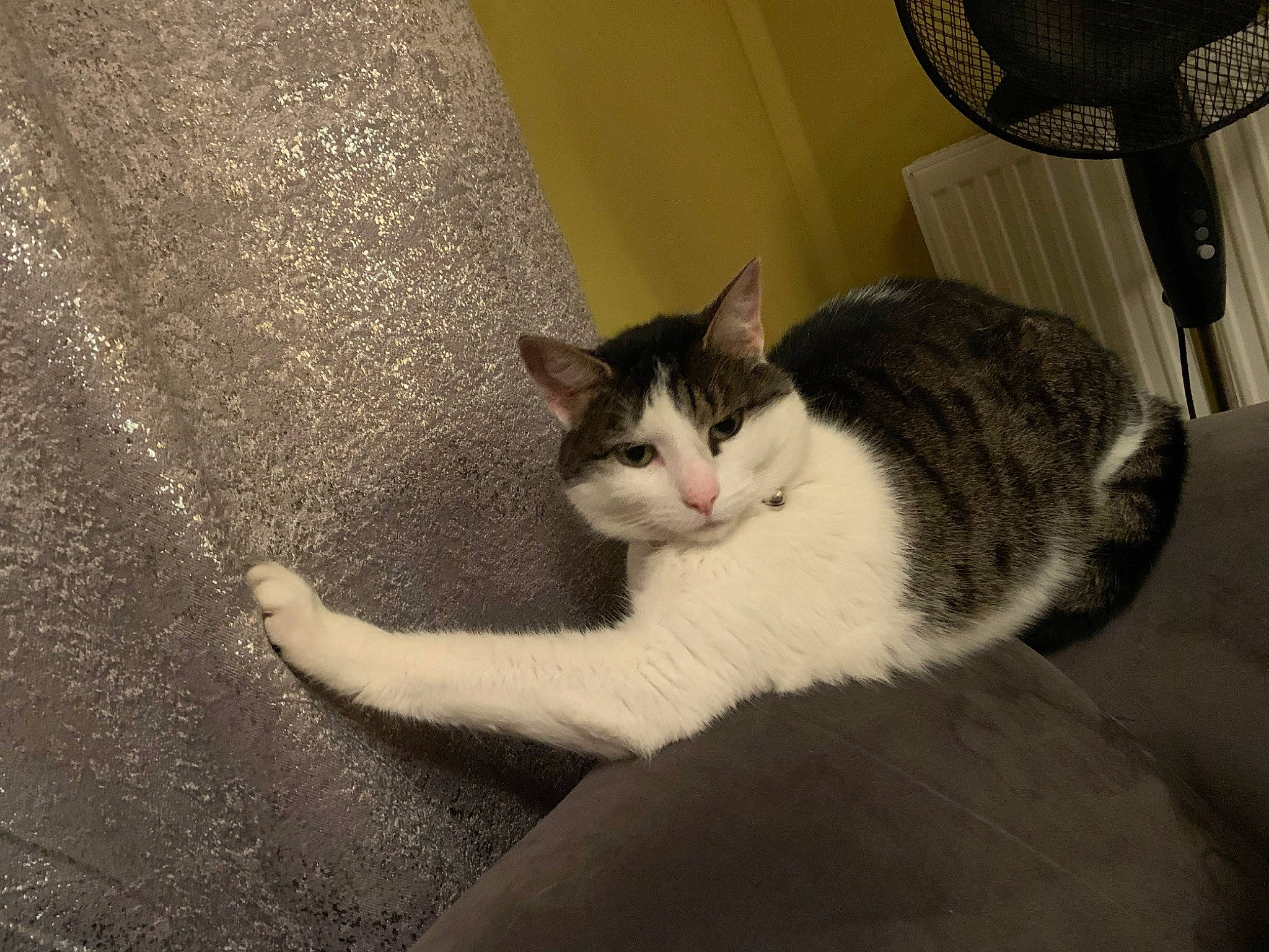 Tia is registered to the contest to win money with this photo: aegean_cat, american_wirehair, asian, carnivore, cat, domestic_short_haired_cat, european_shorthair, felidae, kitten, mammal, ojos_azules, polydactyl_cat, small_to_medium_sized_cats, tail, whiskers