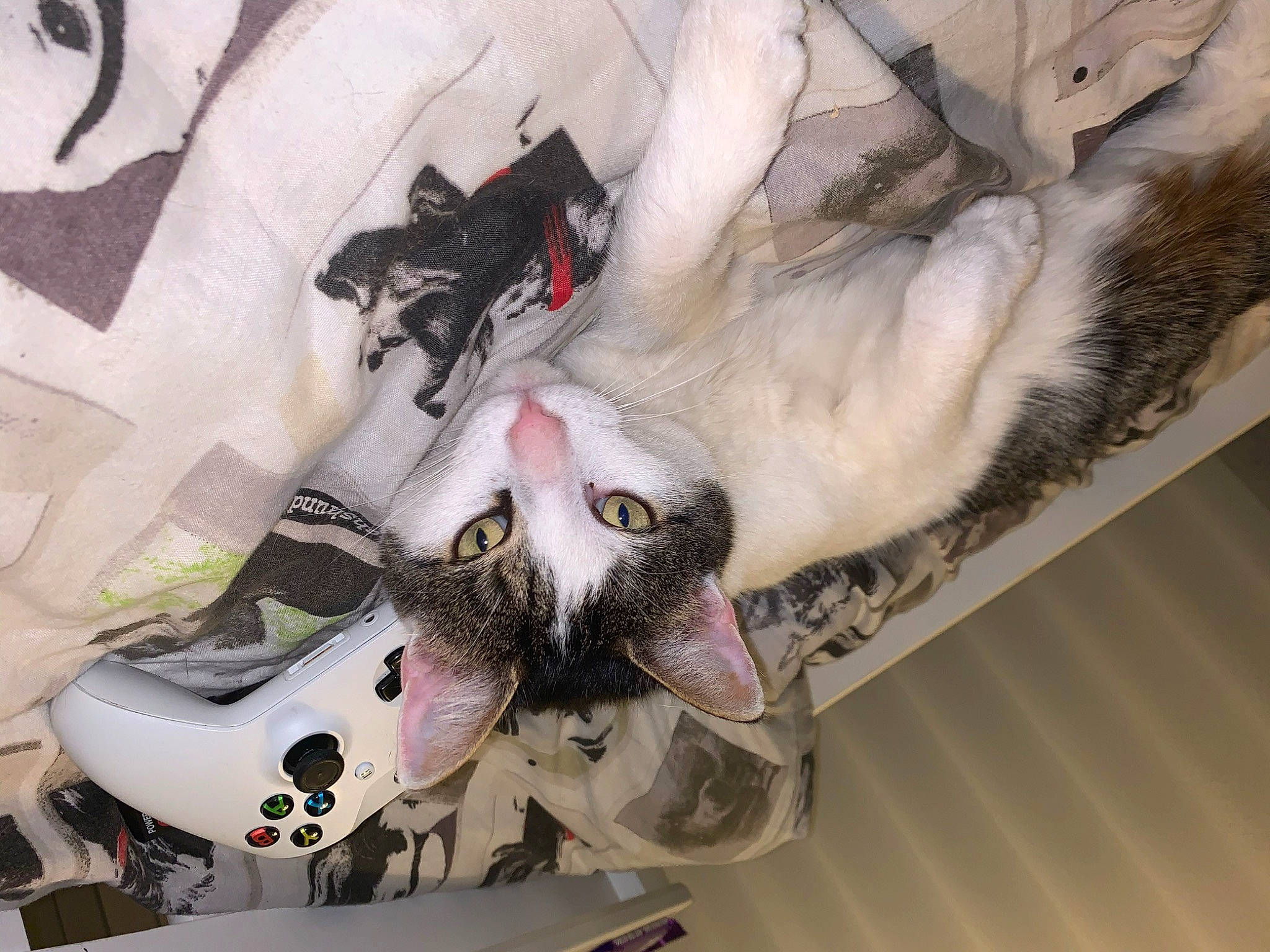 Tia is registered to the contest to win money with this photo: carnivore, cat, claw, felidae, fur, kitten, small_to_medium_sized_cats, tail, whiskers