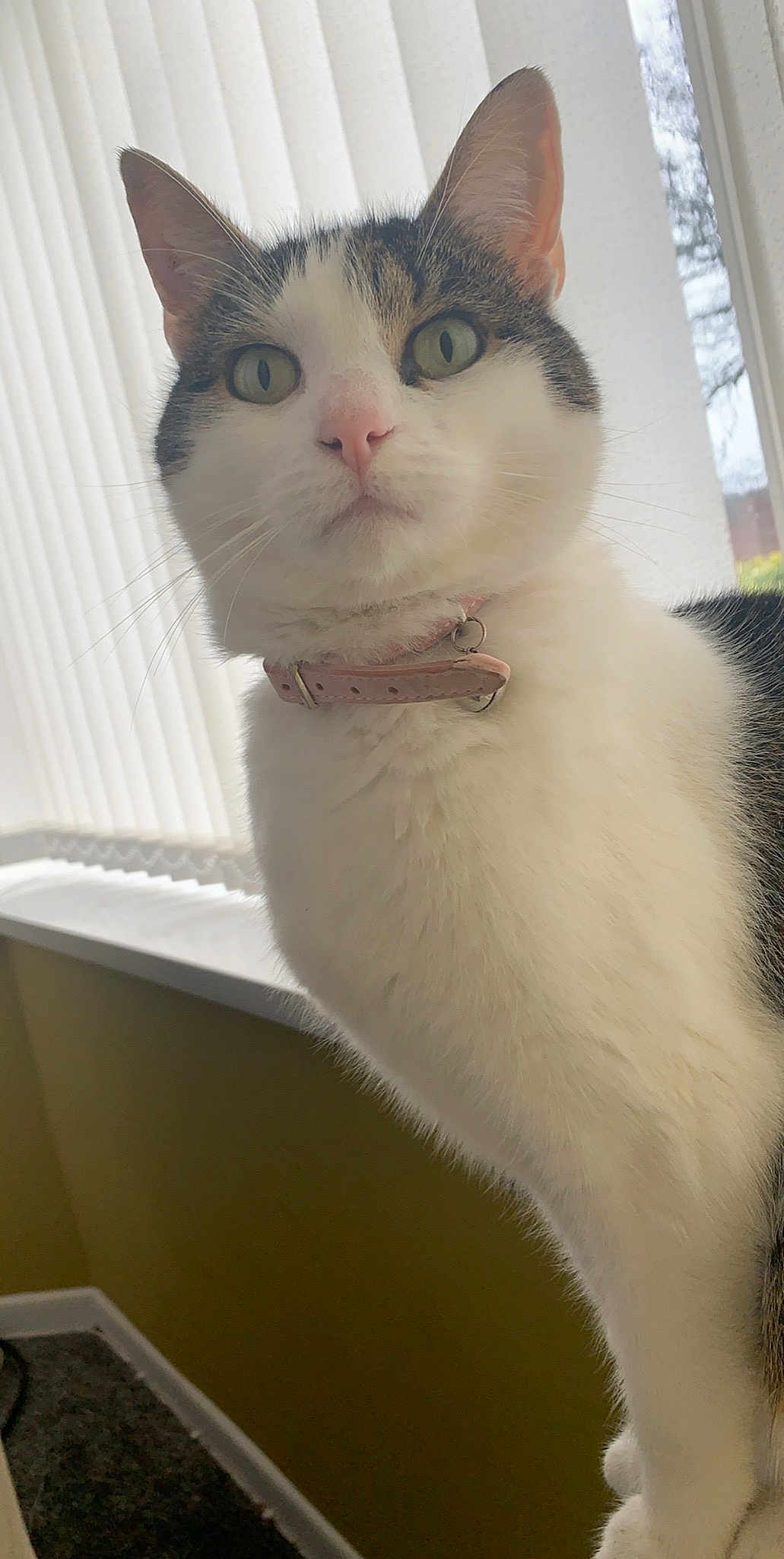 Tia