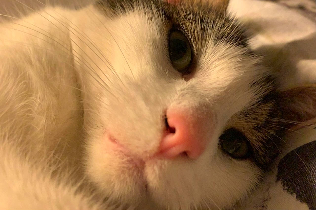 Tia joined the competition — help win amazing prizes! aegean_cat, carnivore, cat, close_up, domestic_long_haired_cat, ear, eye, felidae, fur, kitten, nose, paw, polydactyl_cat, ragdoll, skin, small_to_medium_sized_cats, snout, turkish_angora, turkish_van, whiskers