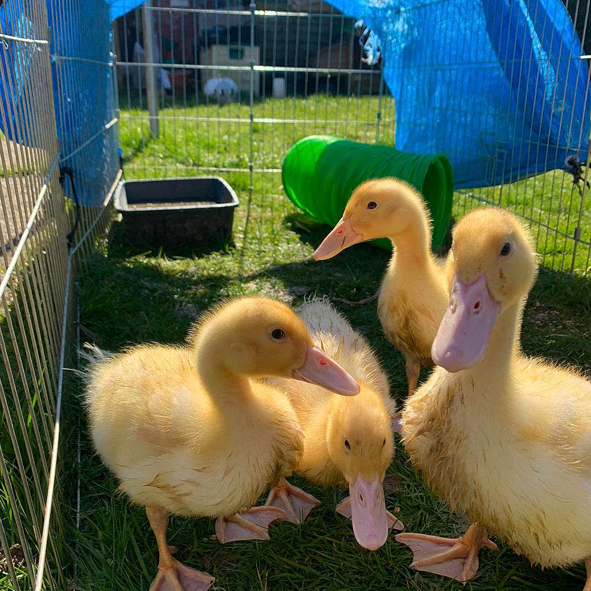 Buzz Wendy Bo Scooter