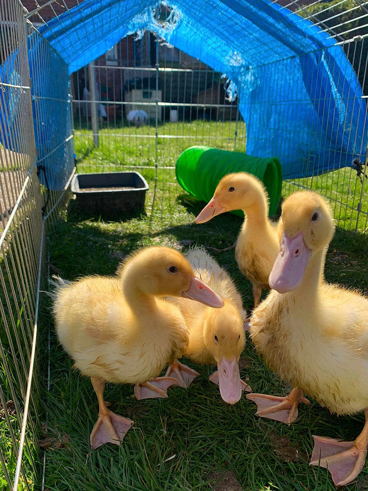 Buzz Wendy Bo Scooter