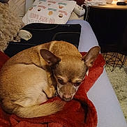 Neo a rejoint le concours — aidez-le/la à gagner de superbes lots ! dog, brown_dog, blanket, couch, indoor, pillow, lamp, side_table, cozy, pet, fur, small_dog, resting, sleepy, household_items, living_room, carpet, fabric, ears, nose