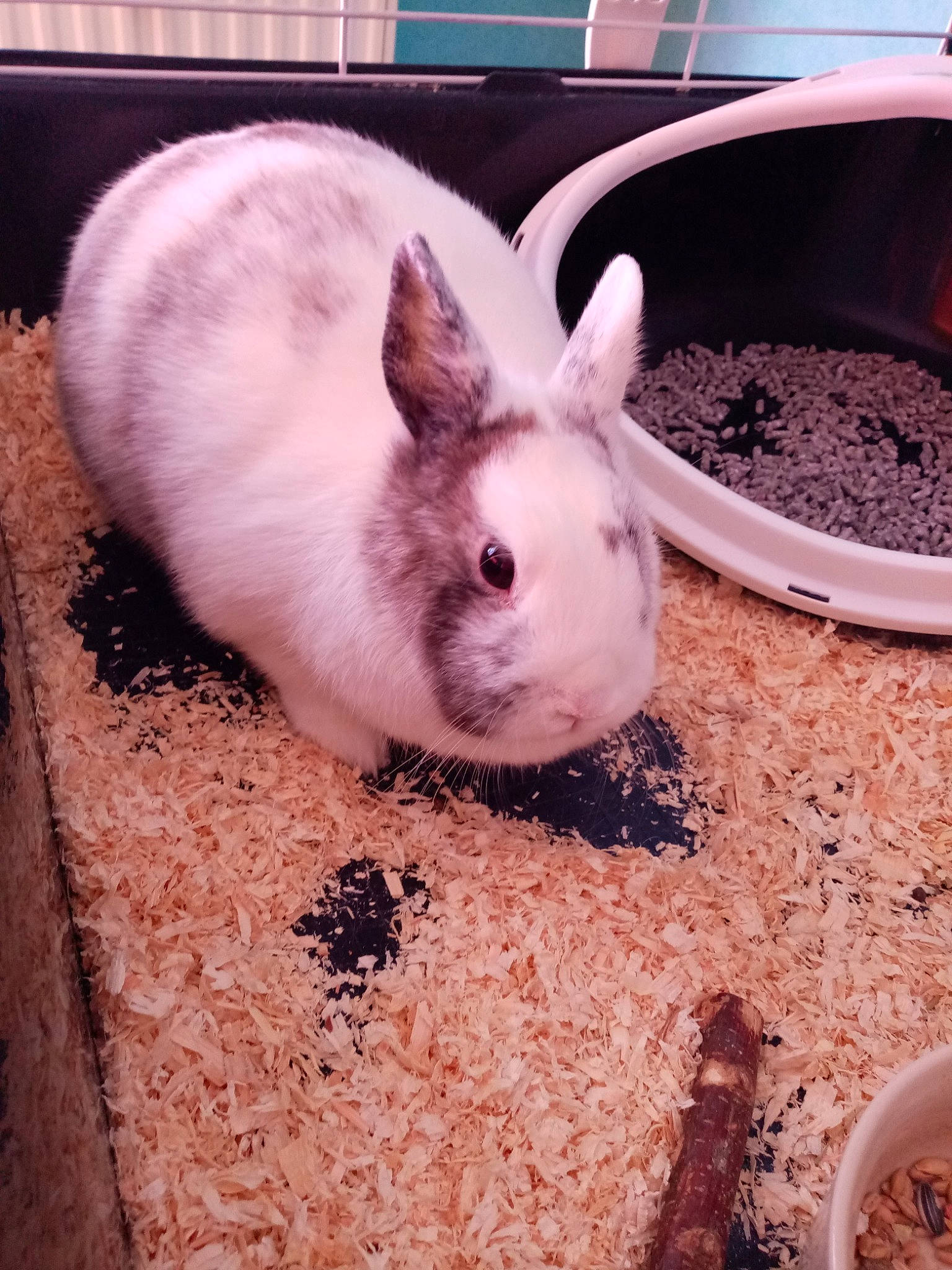 Fifille a rejoint le concours — aidez-le/la à gagner de superbes lots ! domestic_rabbit, ear, fawn, fur, hare, nose, organism, rabbit, rabbits_and_hares, skin, sky, snout, whiskers