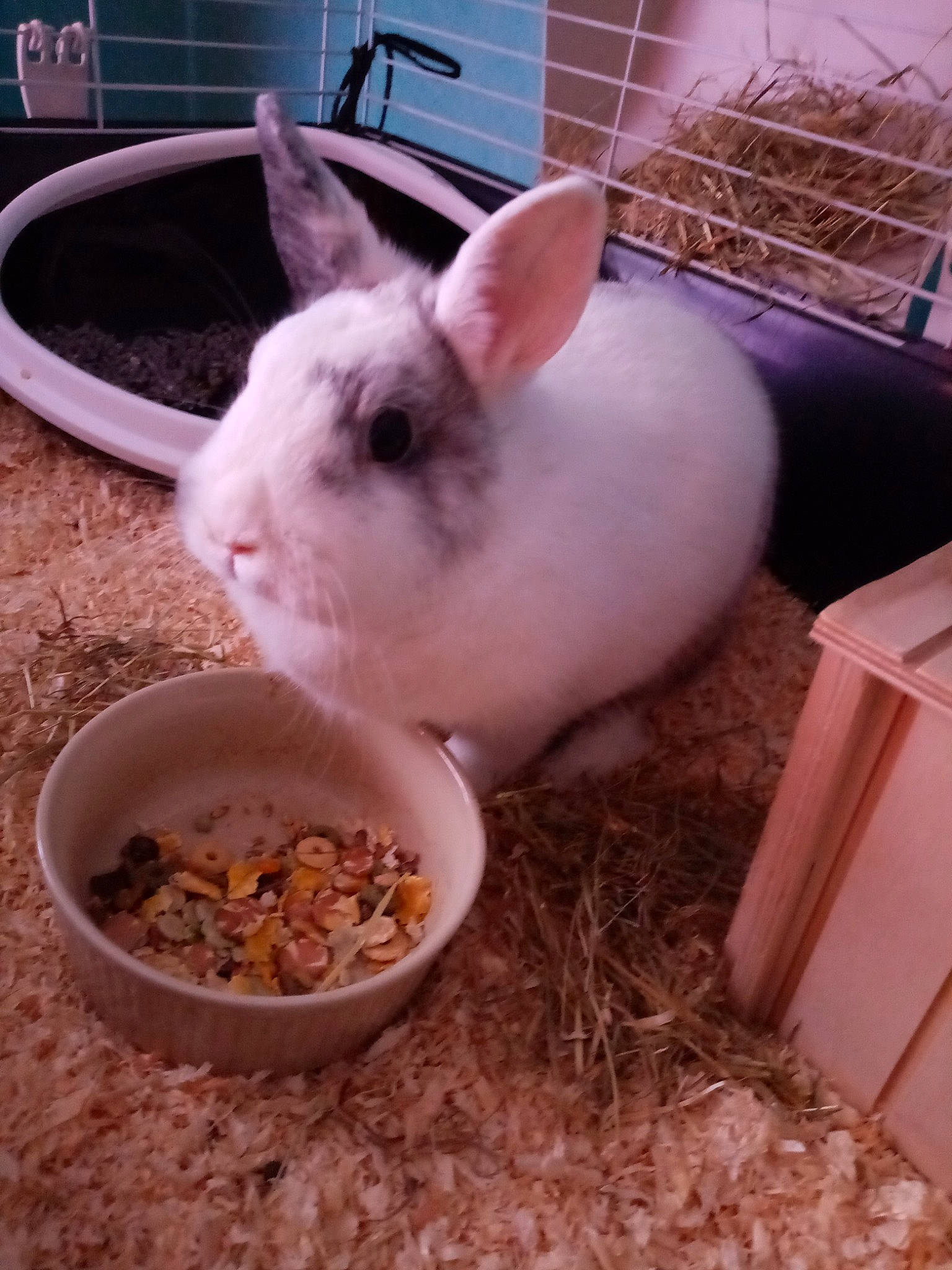 Fifille a rejoint le concours — aidez-le/la à gagner de superbes lots ! domestic_rabbit, fawn, mammal, pet_supply, rabbit, rabbits_and_hares, rodent, snout, whiskers