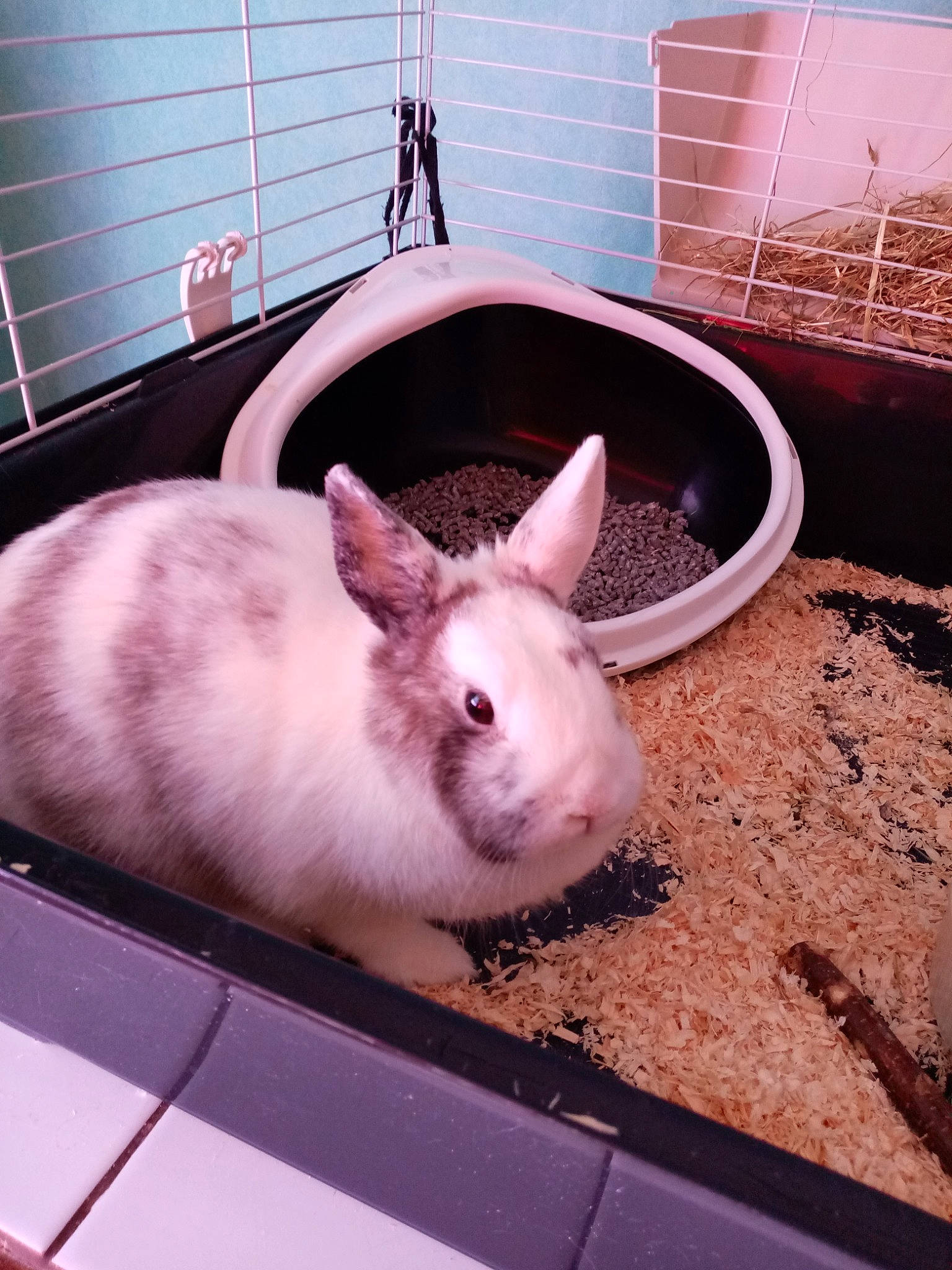 Fifille a rejoint le concours — aidez-le/la à gagner de superbes lots ! cage, domestic_rabbit, ear, fawn, fur, nose, rabbit, rabbits_and_hares, rodent, snout, whiskers